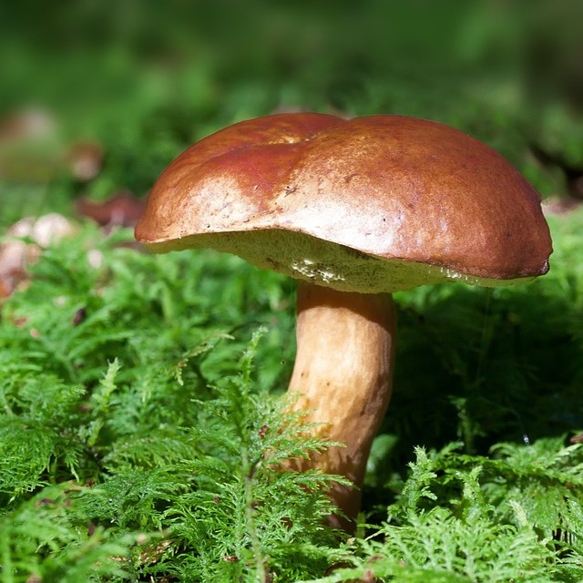 Picture of a mushroom.