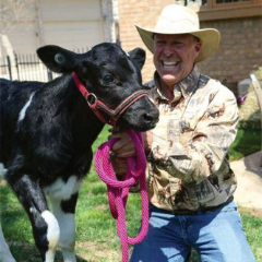 calf with handler