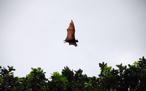 bat flying