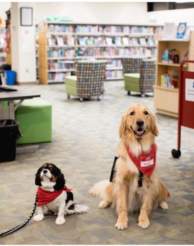 Therapy Dogs