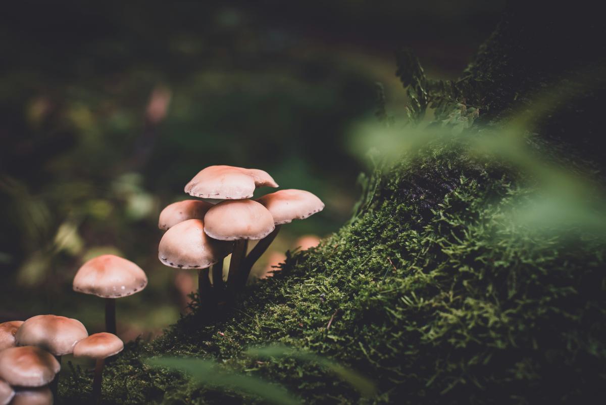 Mushrooms on a branch